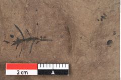 Foto (Detailansicht) von Glyptostrobus ungeri Heer (NHMW-GEO-2024-0188-0188)